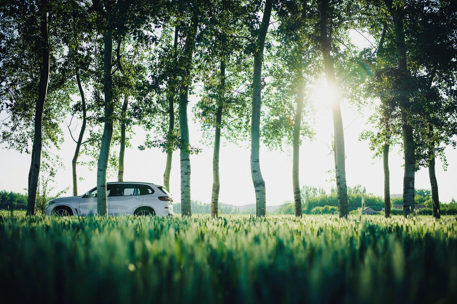White car parked among trees in a green natural setting