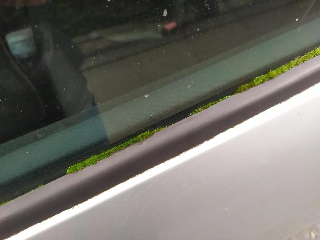 Green algae and mould on convertible soft top fabric