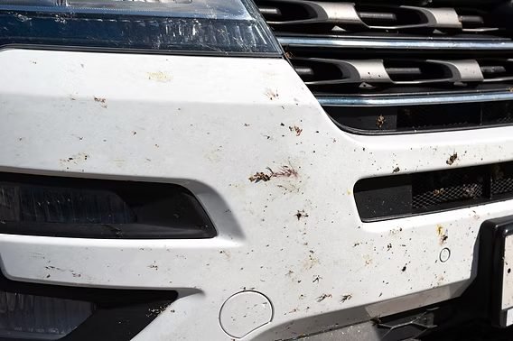 Dried bug splatter on car front end