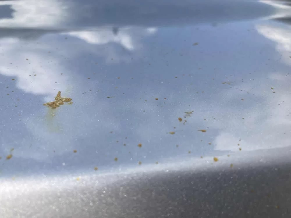 Tree sap spots on car bodywork